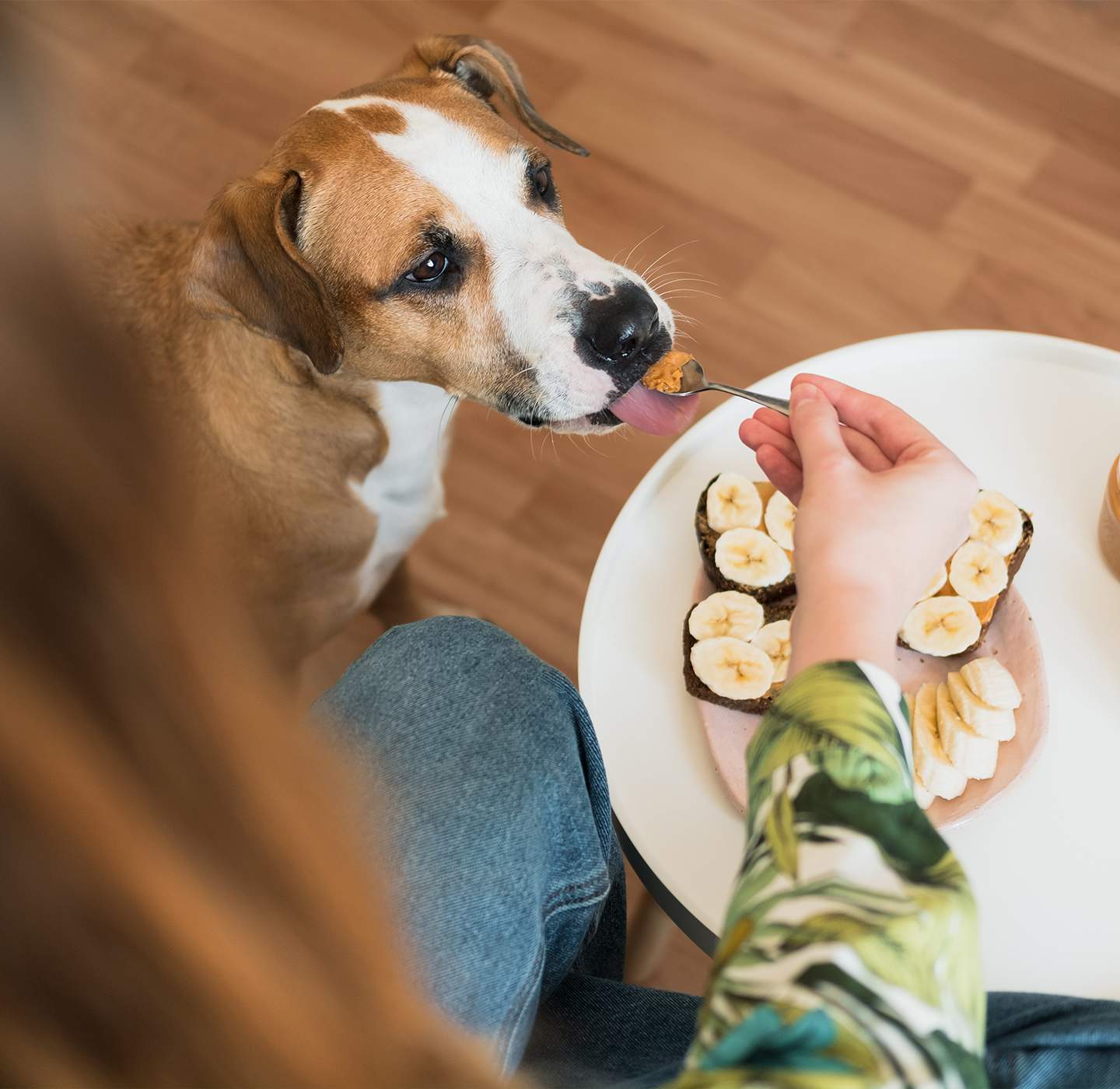 Human feeding dog with spoon