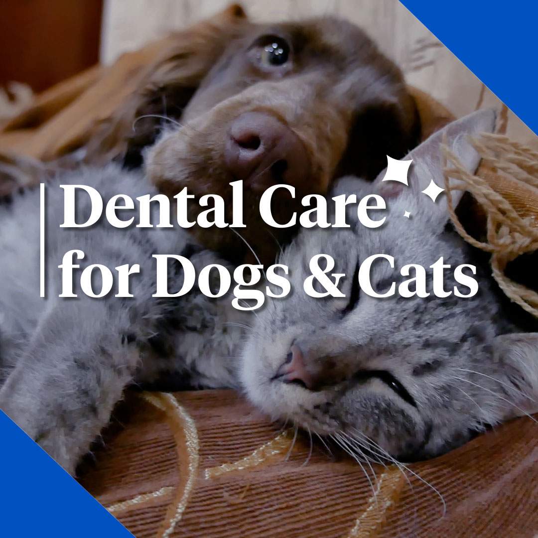 Dental Care for Dogs & Cats presented by Nationwide