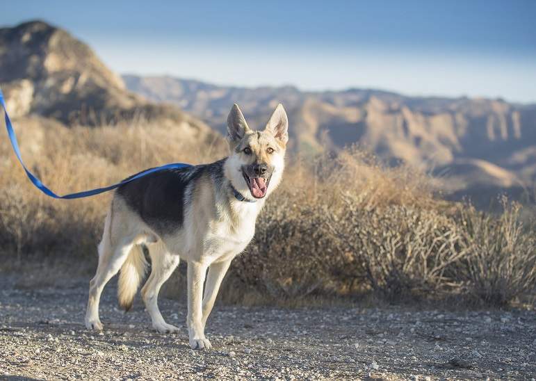 Dog with mouth open
