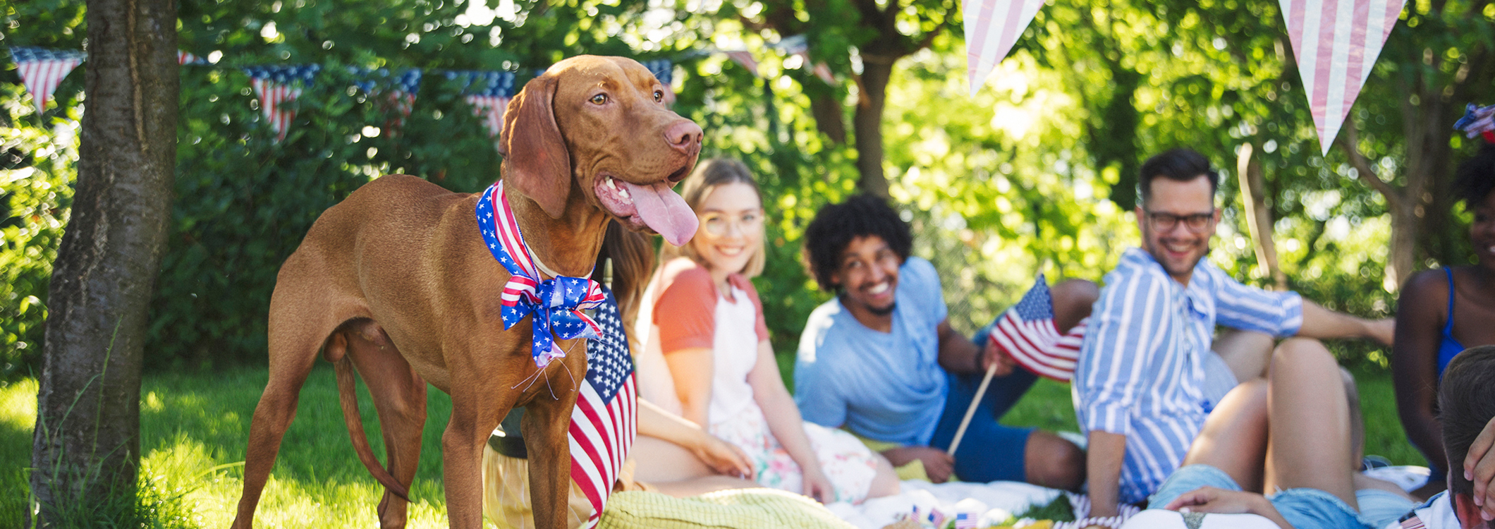 Keep your pets safe this July 4th My Pet Insider