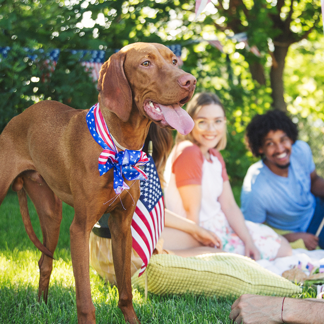 brown dog with american flag bandana