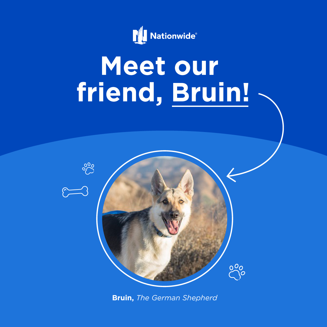 Meet our friend Bruin