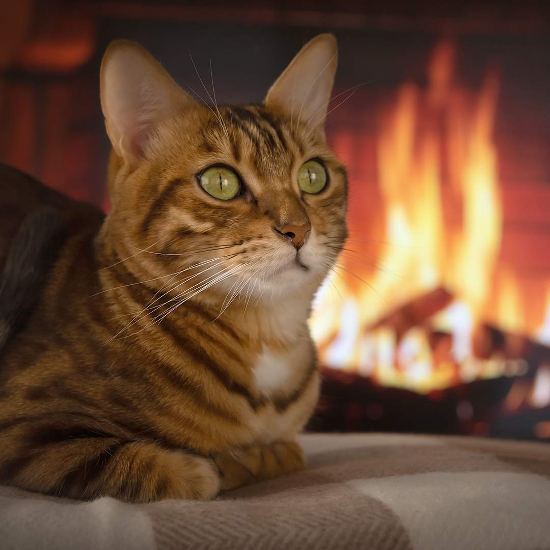 cat laying by fire