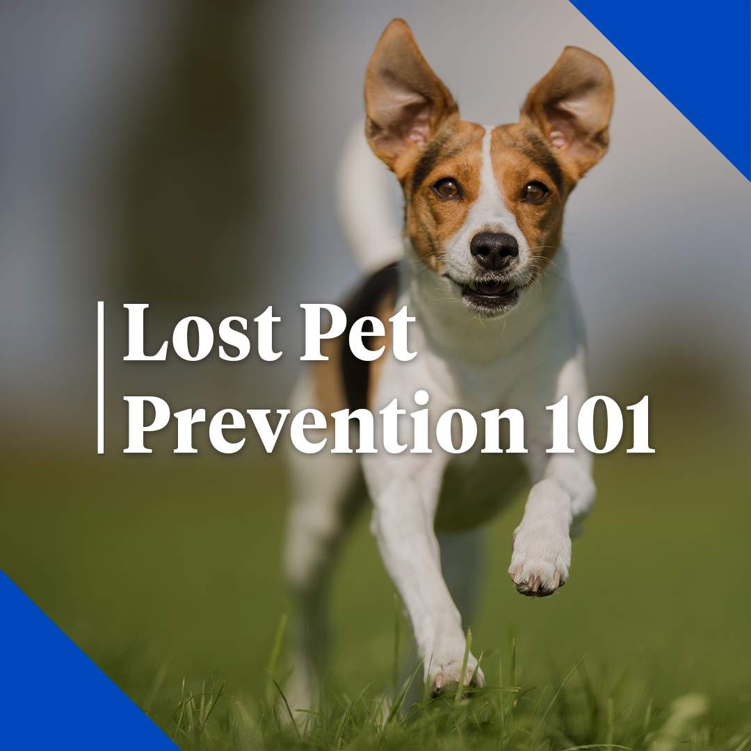 Lost pet prevention 101