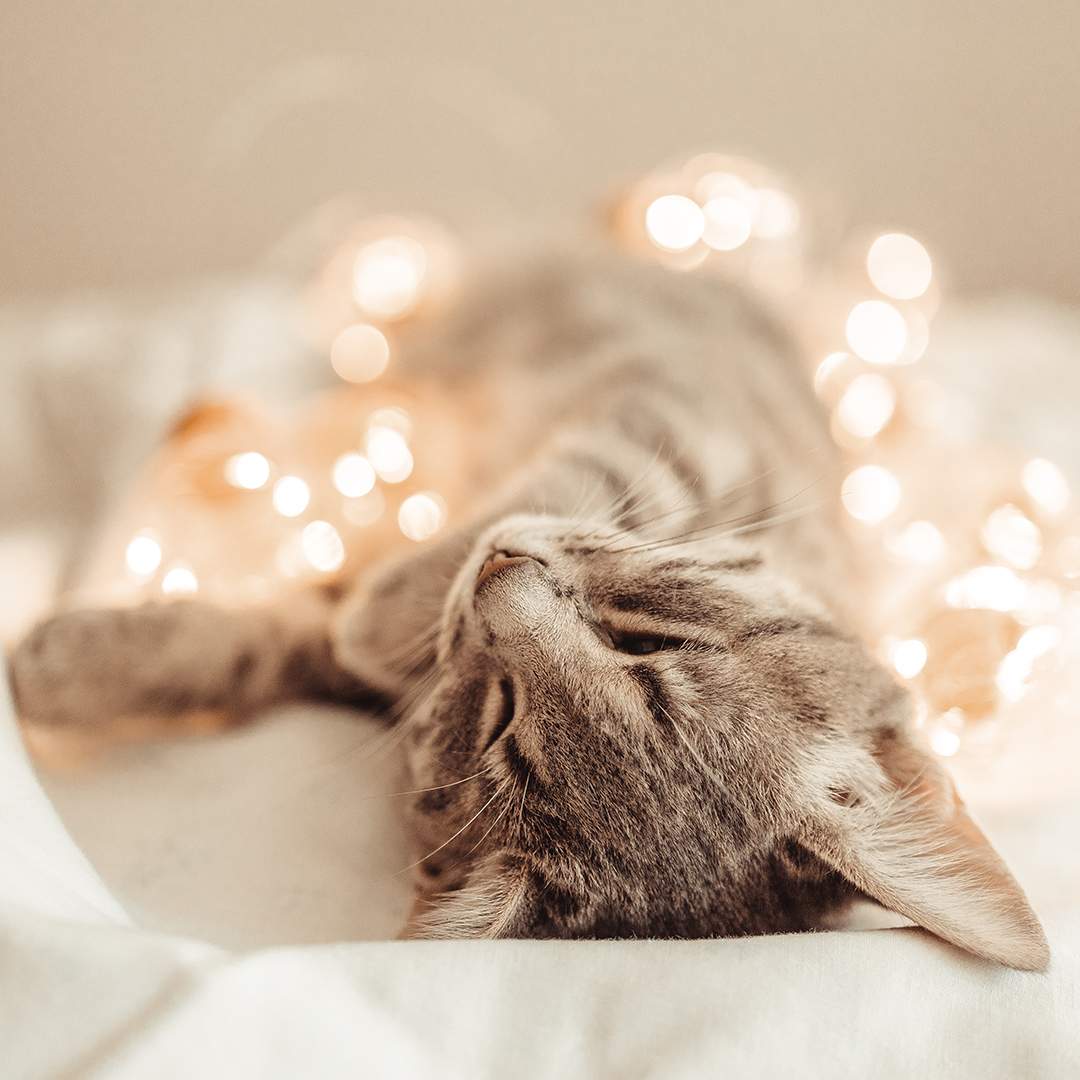 cat laying around a string of lights