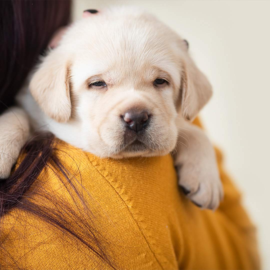 puppy falling asleep on a shoulder